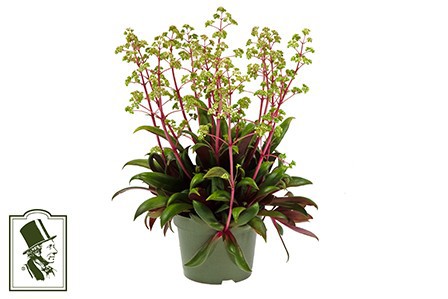 CRASSULA ORBICULARIS, D 11