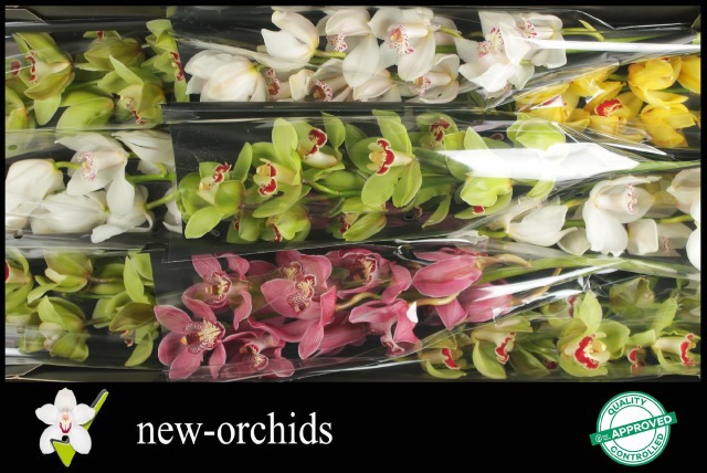 Цимбидиум Микс x9 60, шт.