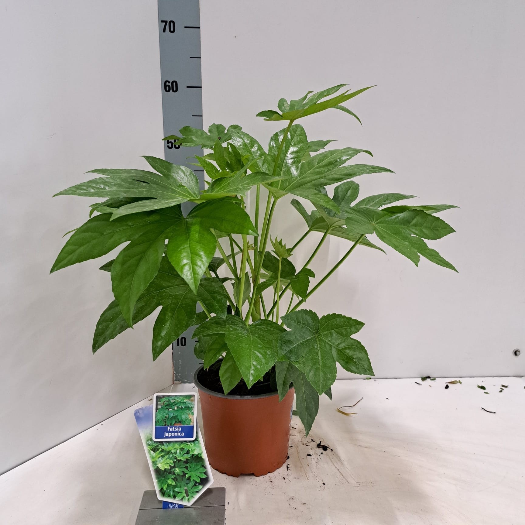 Fatsia japonica, D 17