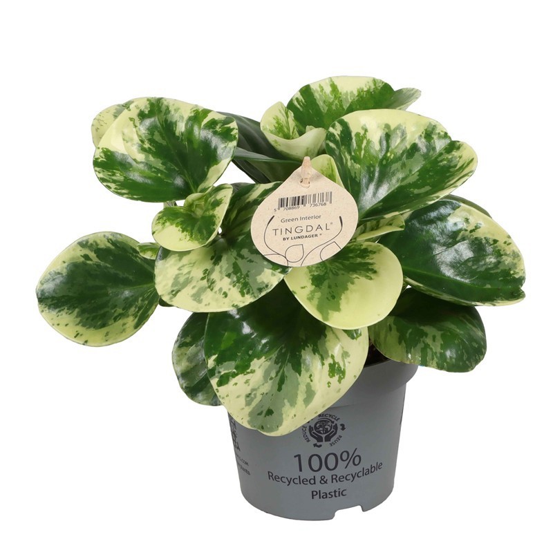 PEPEROMIA OBTUSIFOLIA 'GREEN GOLD', D 12