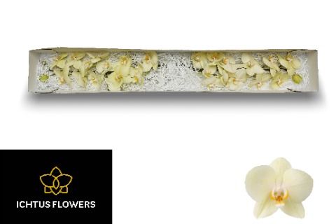 Фалинопсис Детройт x25, шт.