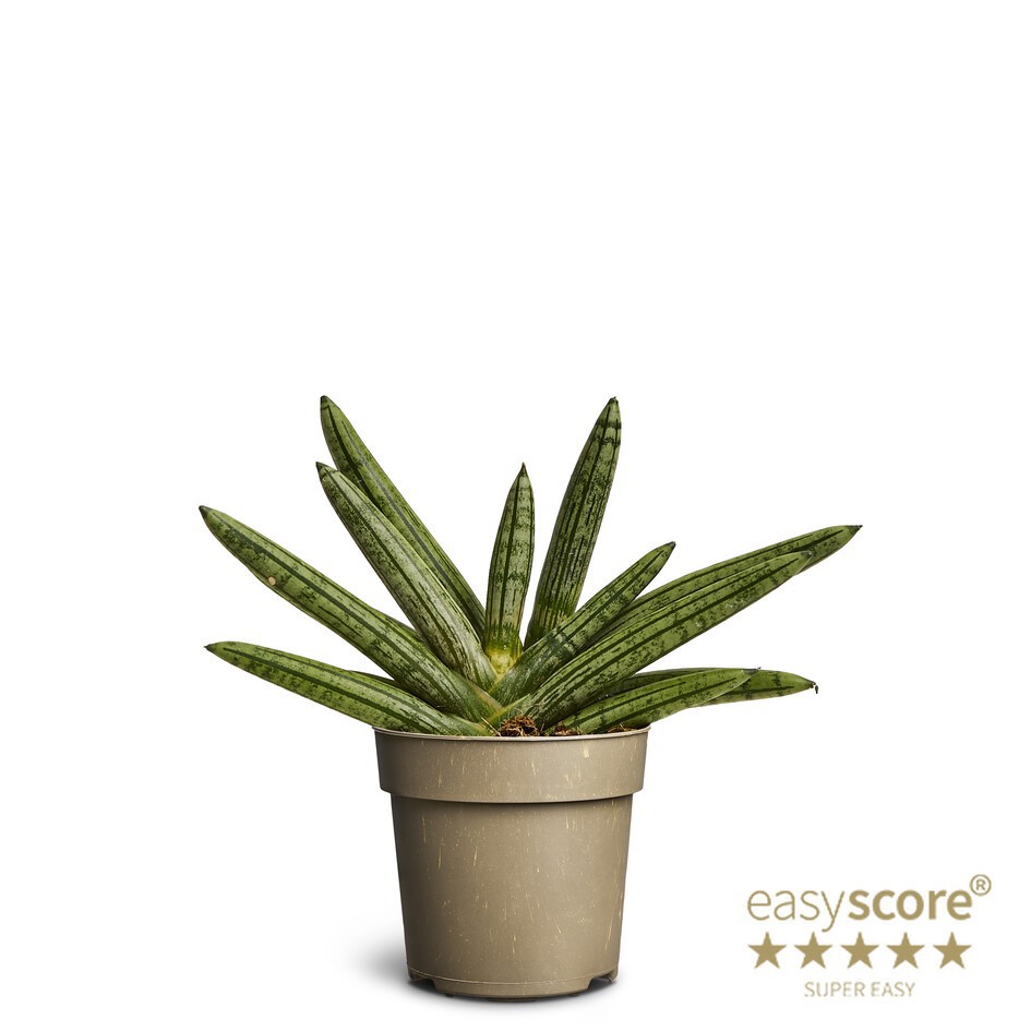 Sansevieria ´Boncellensis´, D 11