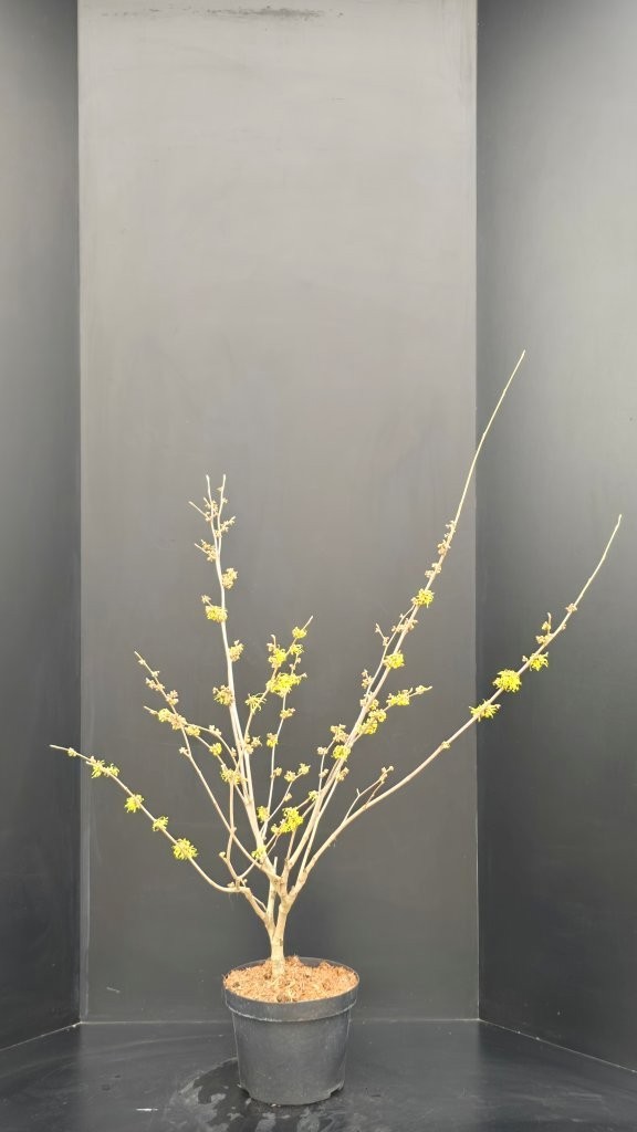 Hamamelis intermedia 'Pallida', D 29