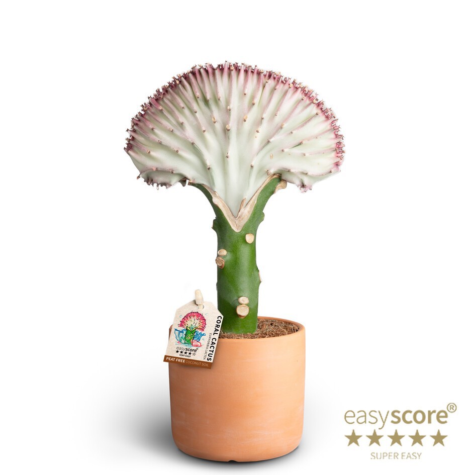 Raw Terracotta, Euphorbia lactea ´Green´, D 10