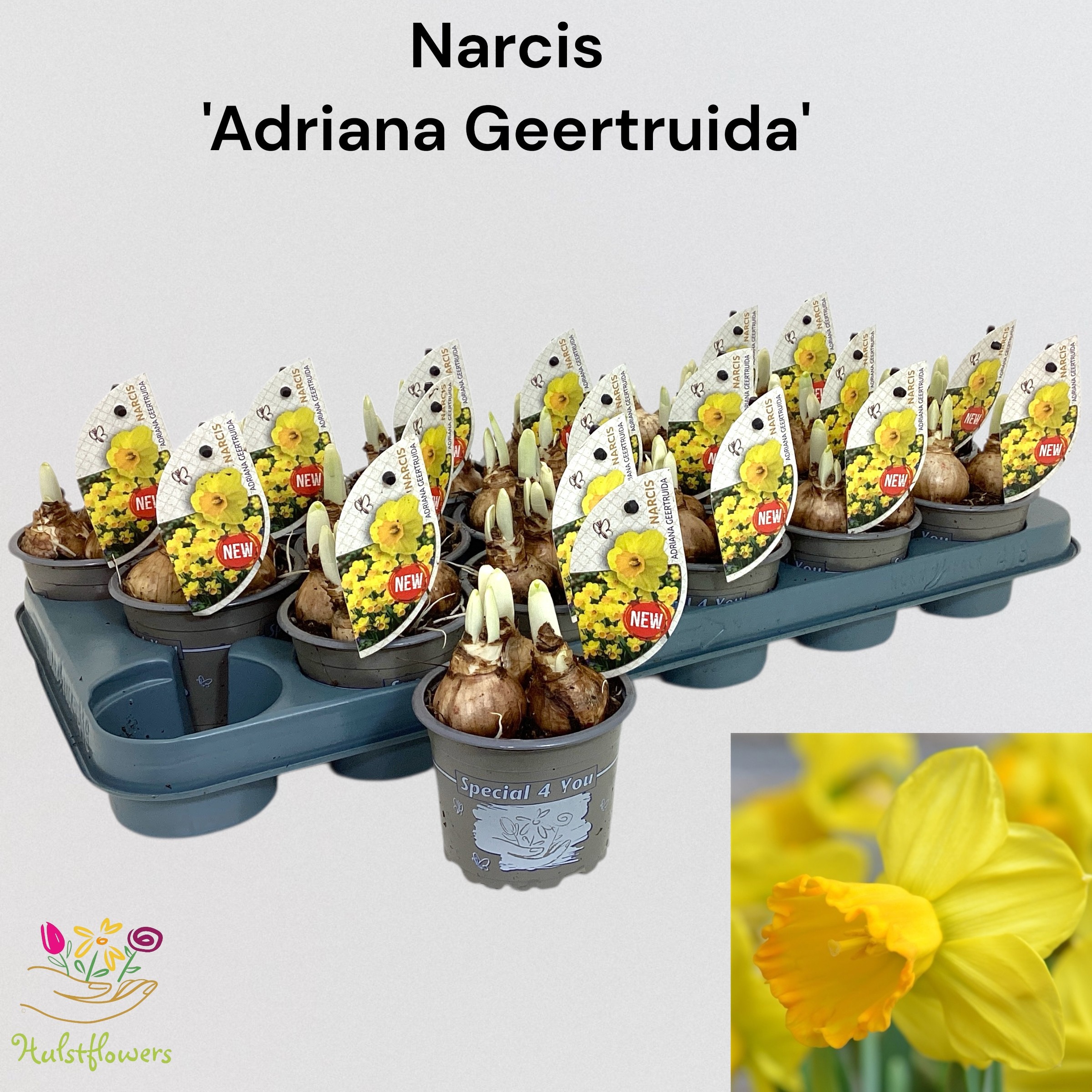 Narcis Adriana Geertruida, D 9