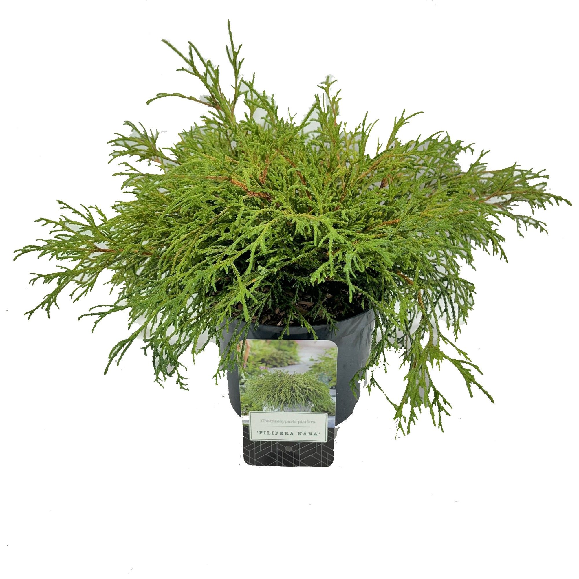 Chamaecyparis pisifera 'Filifera Nana', D 18