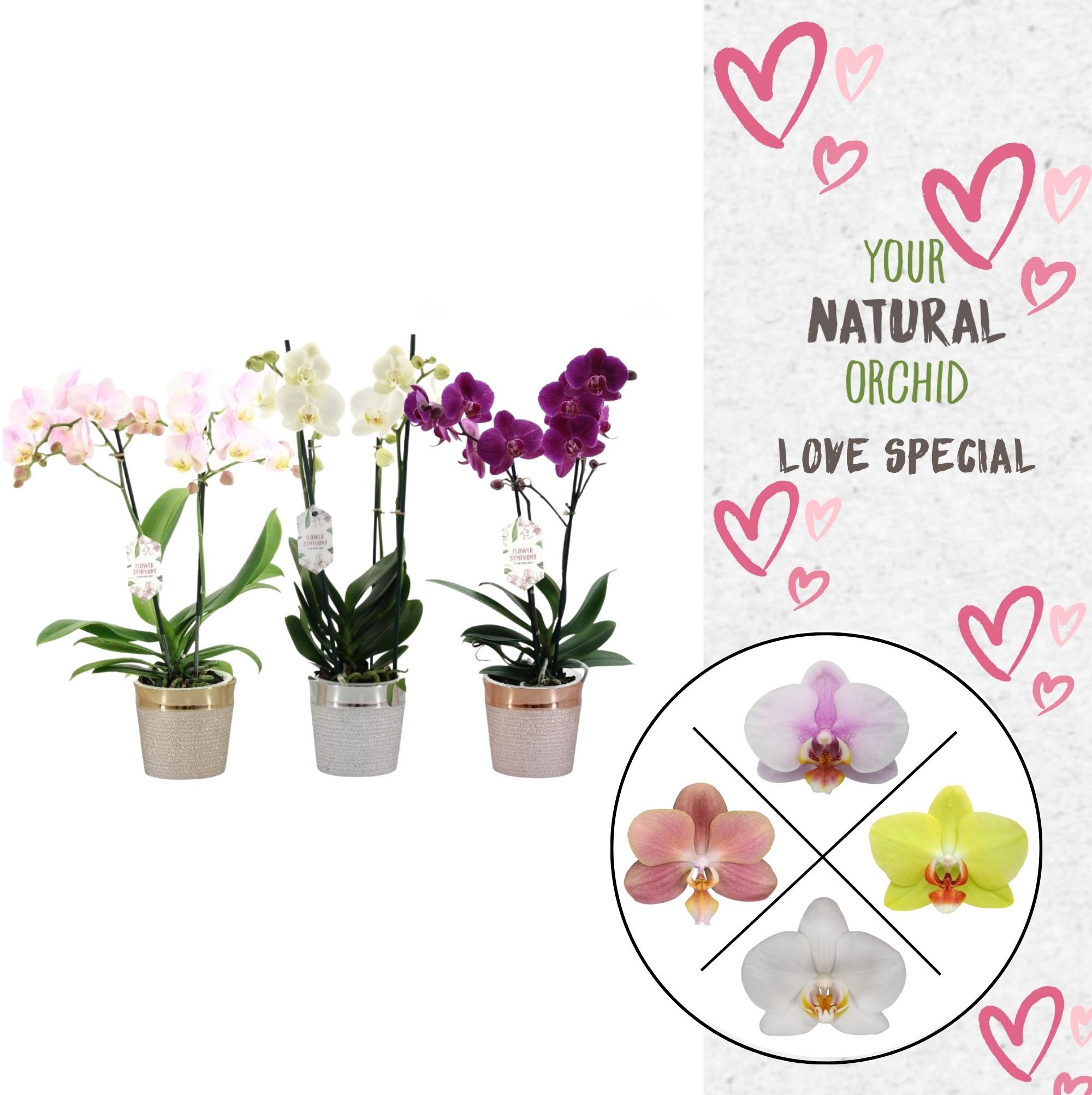 Phal. 2 spike Love Mix in keramiek, D 12