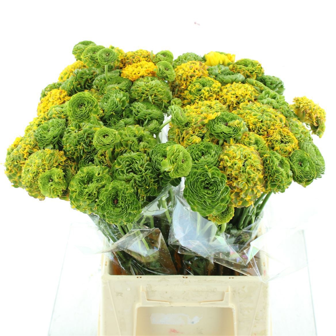 Ранункулус Пон Пон Мерлино 45, шт.