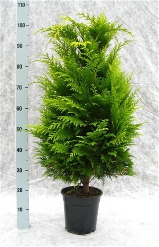 Chamaecyparis lawsoniana 'Stardust', D 21