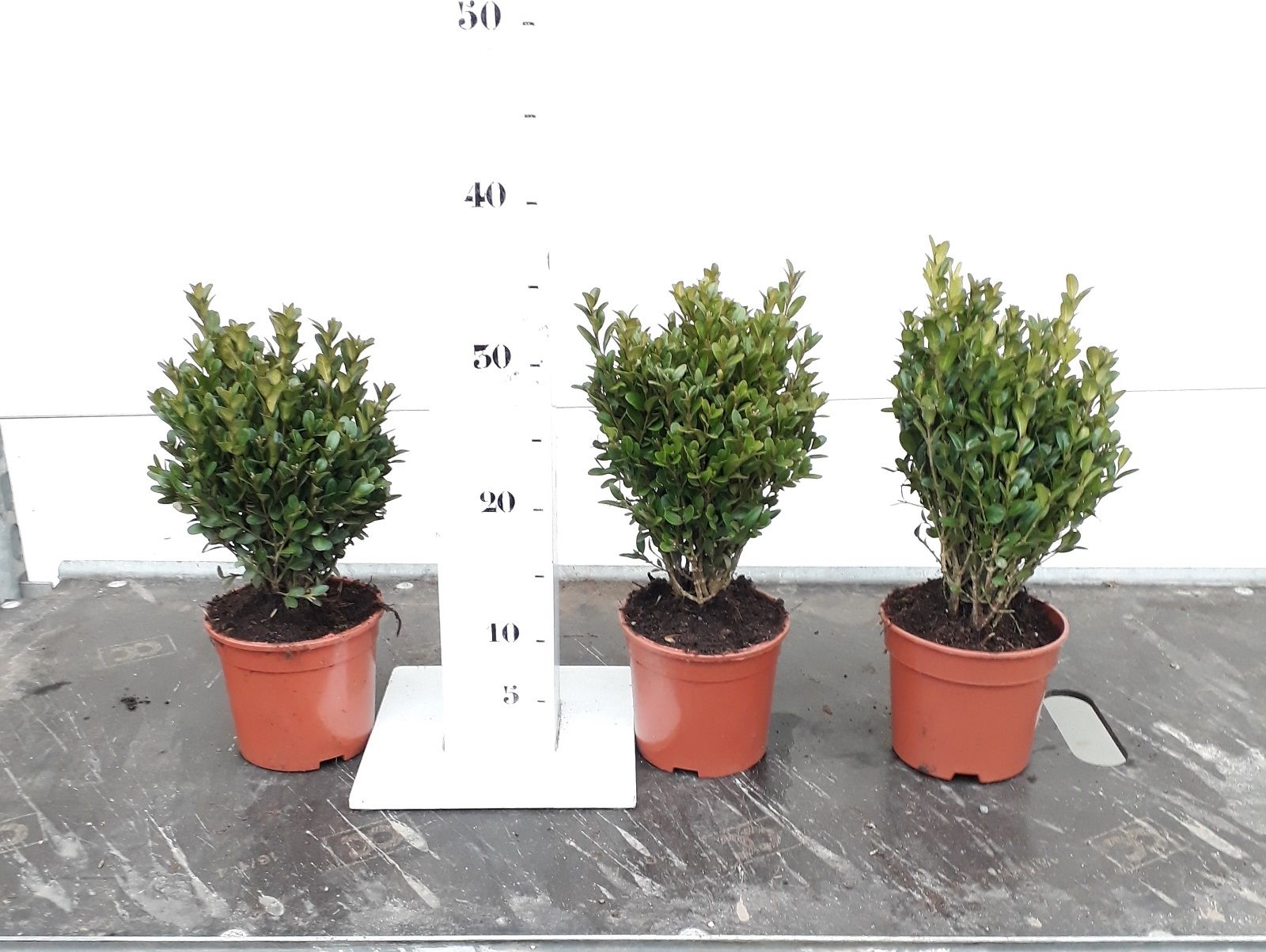 Buxus sempervirens Green Balloon 15-20, D 13