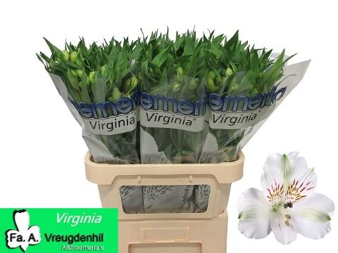 Альстромерия Вирджиния (бел.), шт.