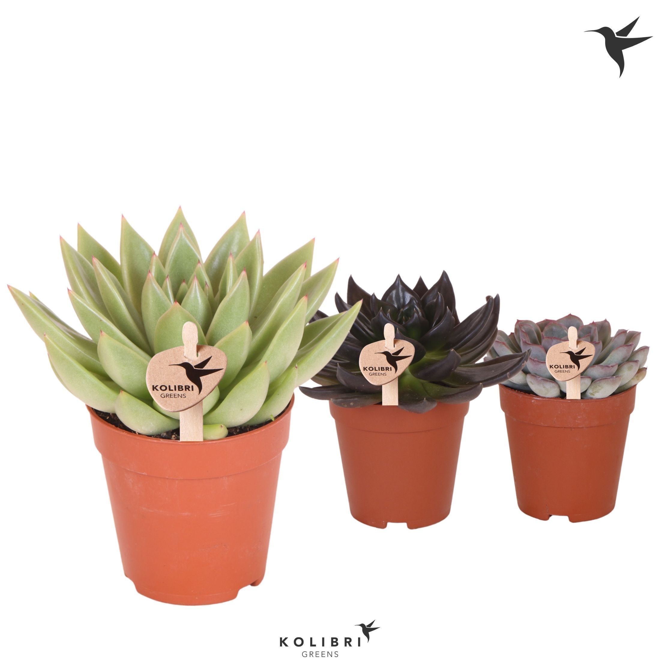 Kolibri Greens Succulenten Echeveria mix, D 9