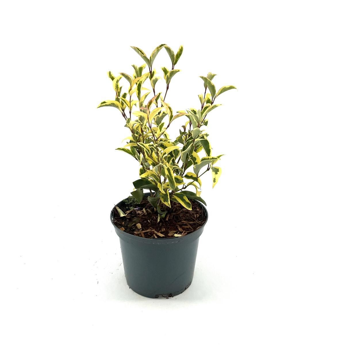 Ligustrum j. Arlequin, D 17