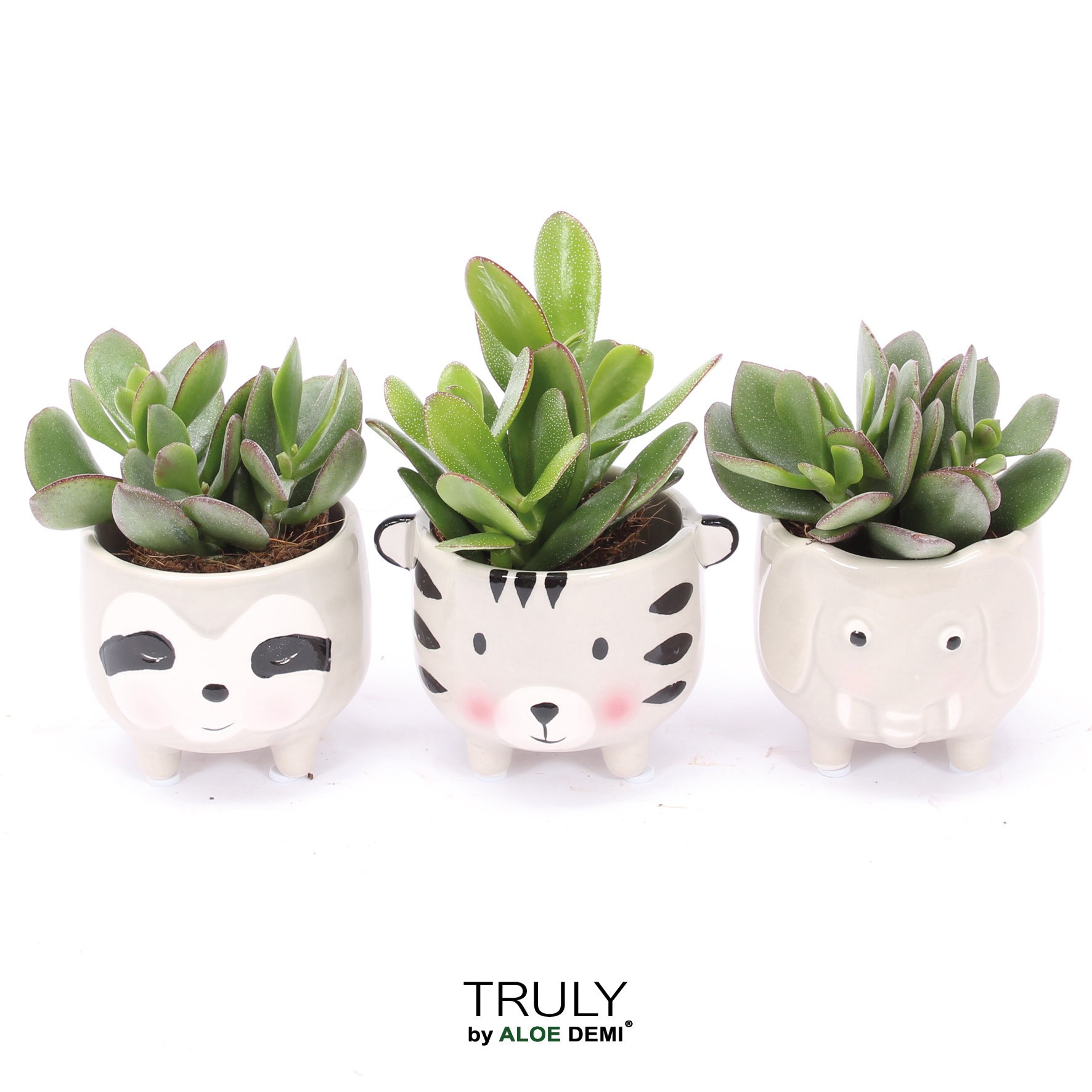 TRULY Crassula, Animal Grey, D 7