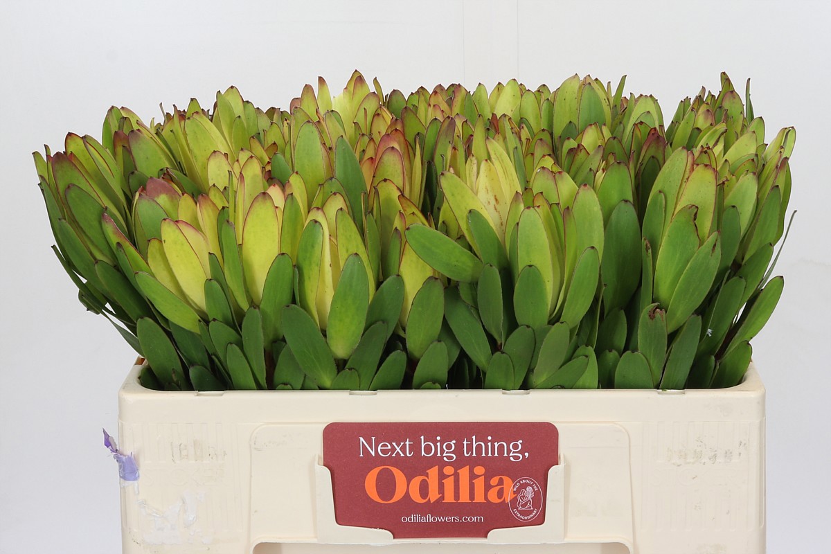 Леукадендрон Сафари Голдстрайк 50 (зел.), шт.