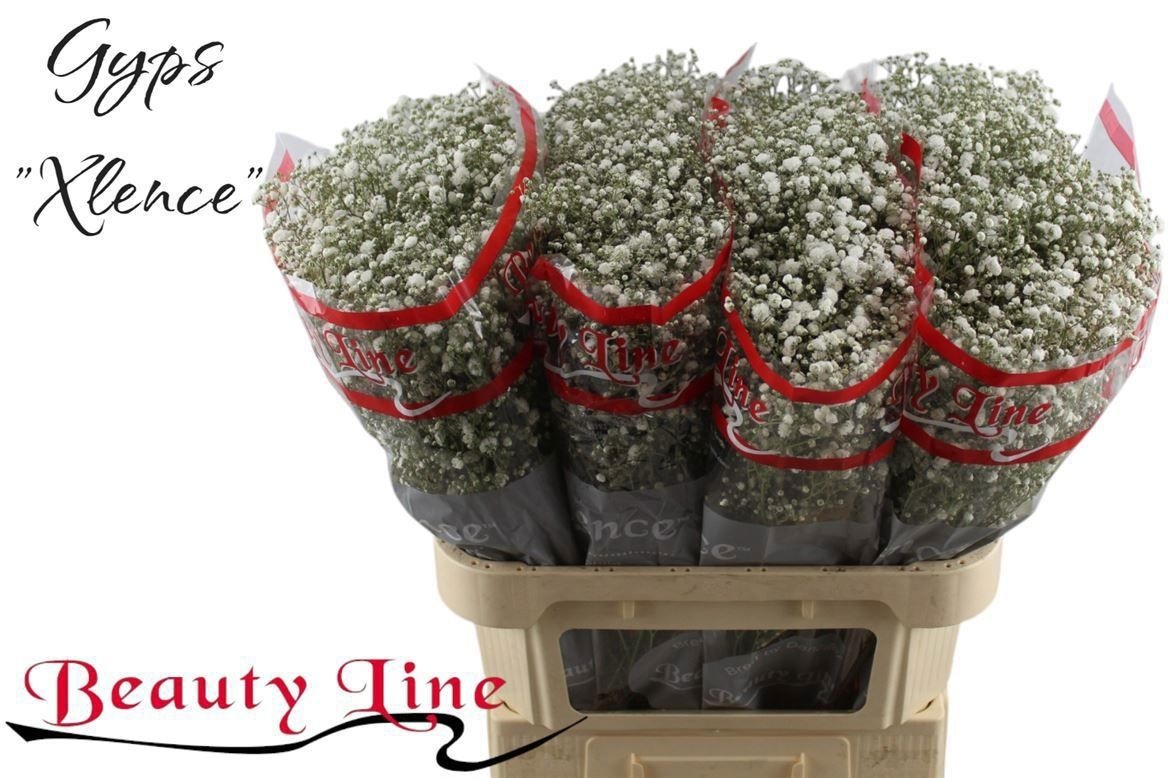 Гипсофила Экселенс 80 (бел.), шт.