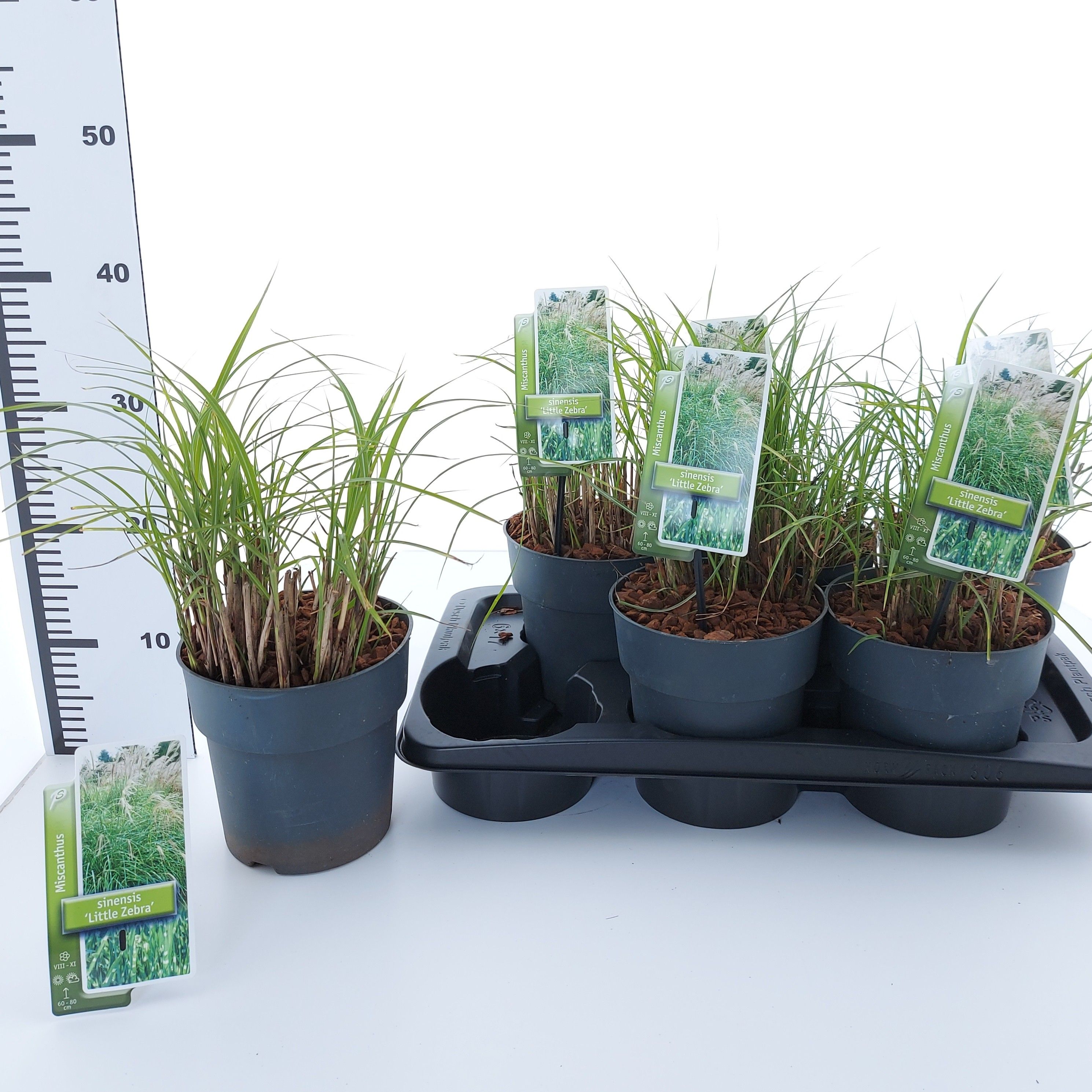 Miscanthus sin. 'Little Zebra', D 17