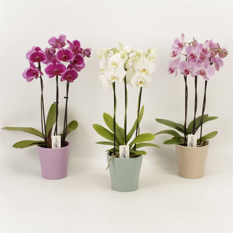 Phalaenopsis gemengd 3 tak gemengd shorty in Moederdag keramiek, D 12