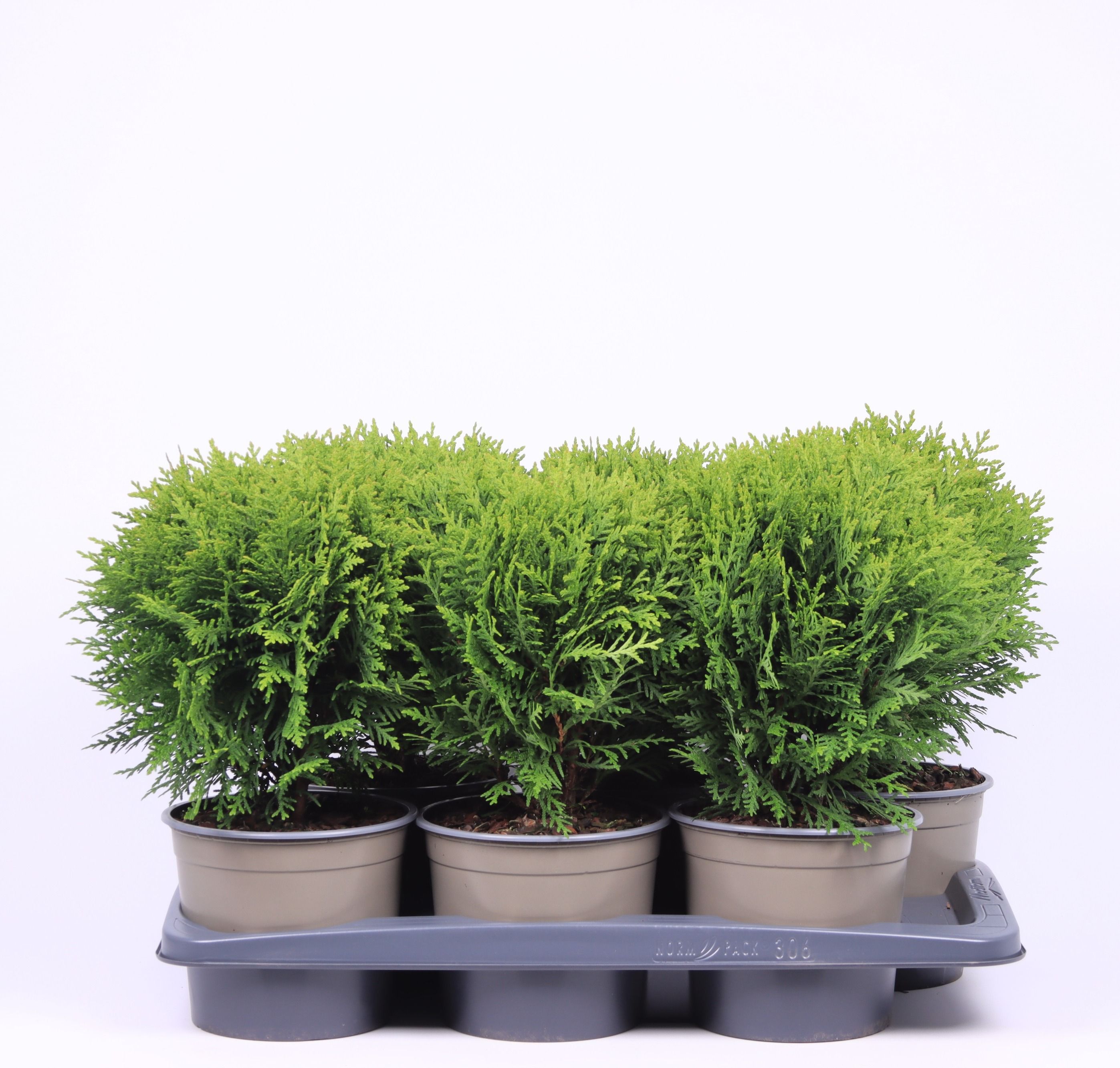 Thuja occidentalis 'Danica', D 17