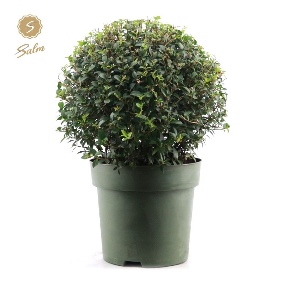 Osmanthus x Burkwoodii Ball Ø45cm P30, D 30