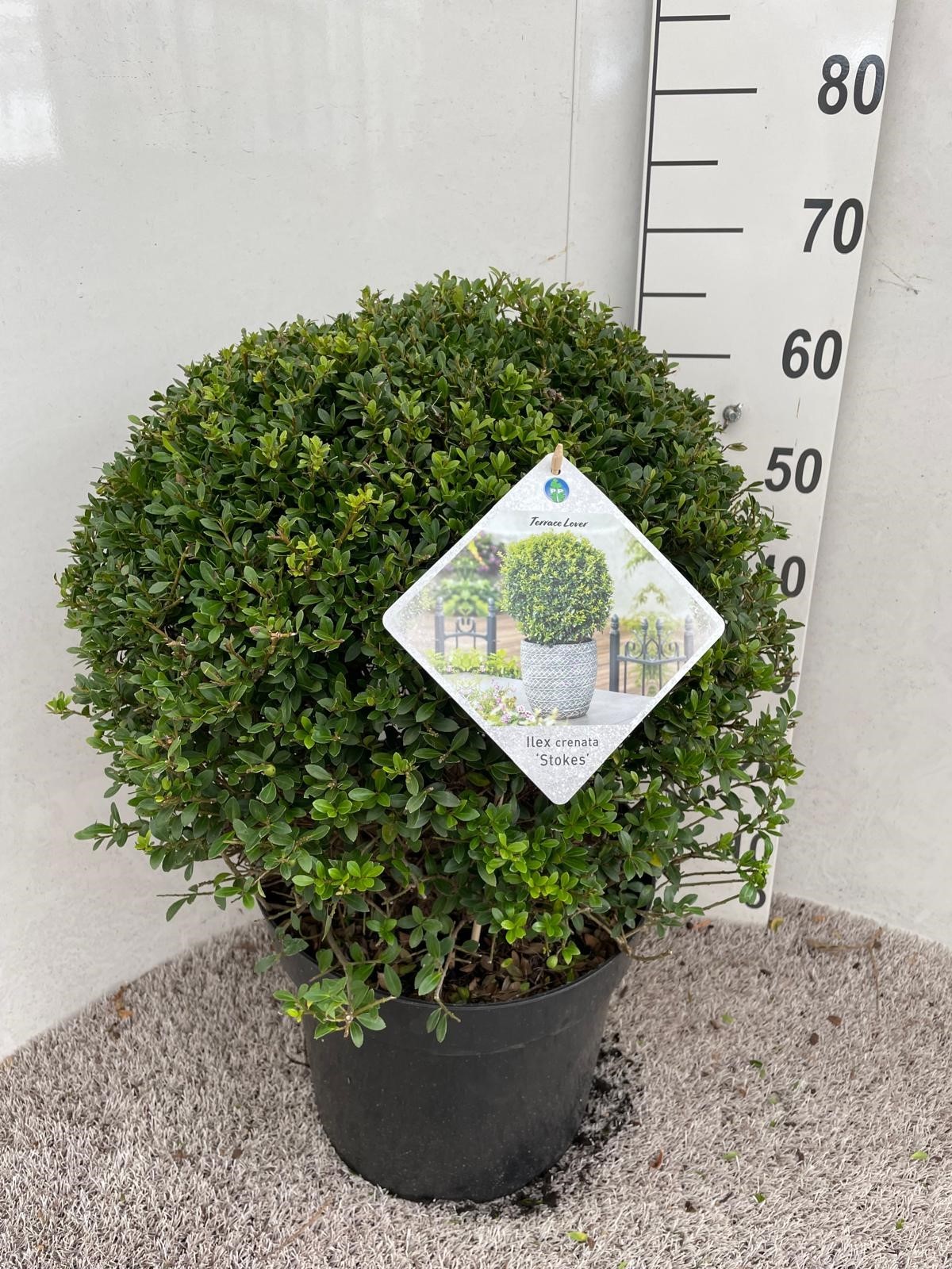 Ilex crenata Stokes 50 cm bol P32, D 32