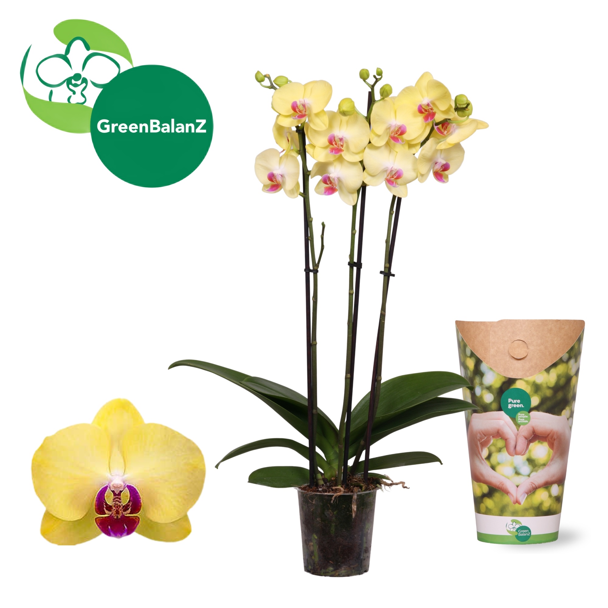 ColorZ - Miraflore 3 tak in Potcover, D 12