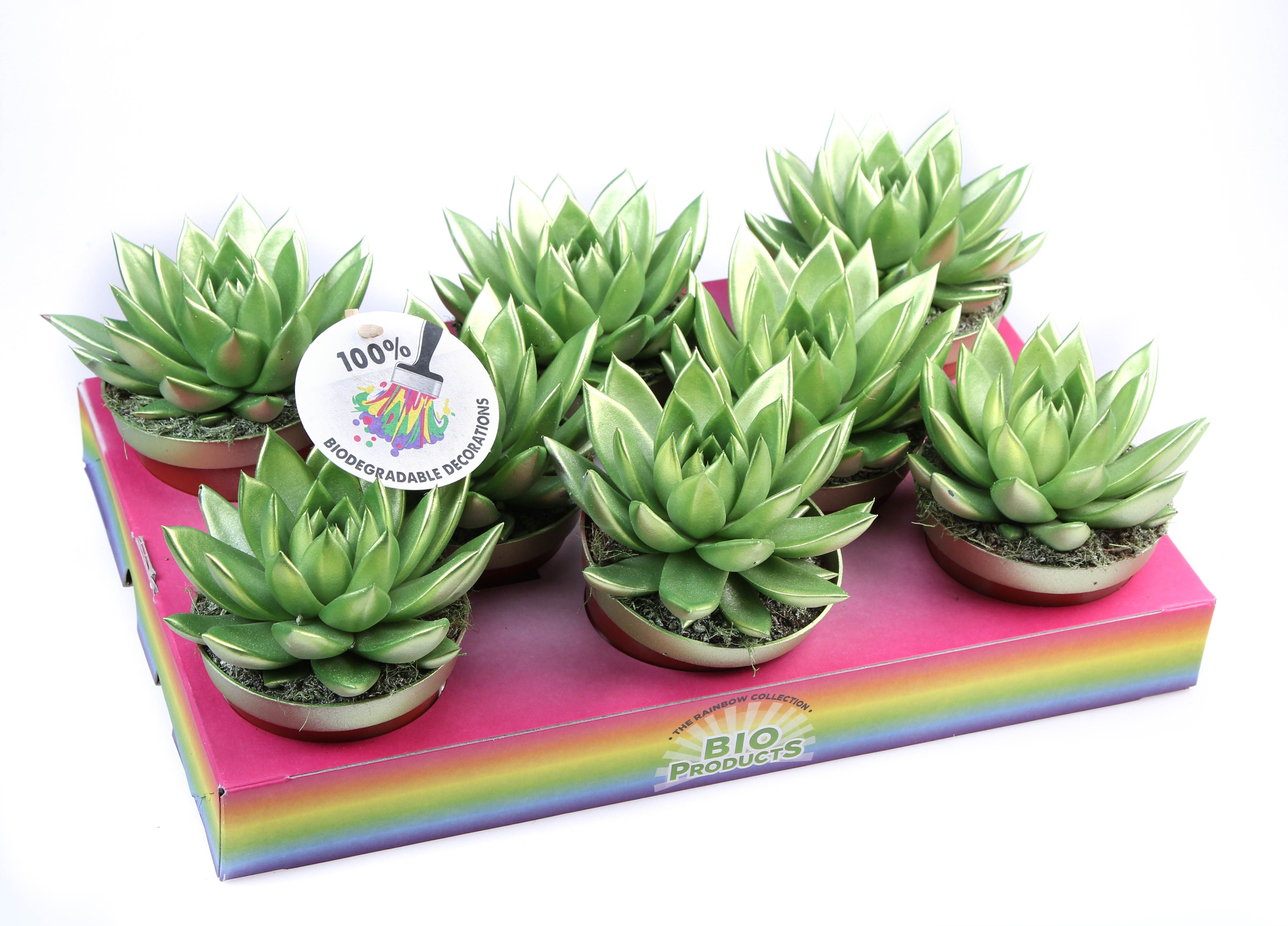 Rainbow Metallic green, D 10,5