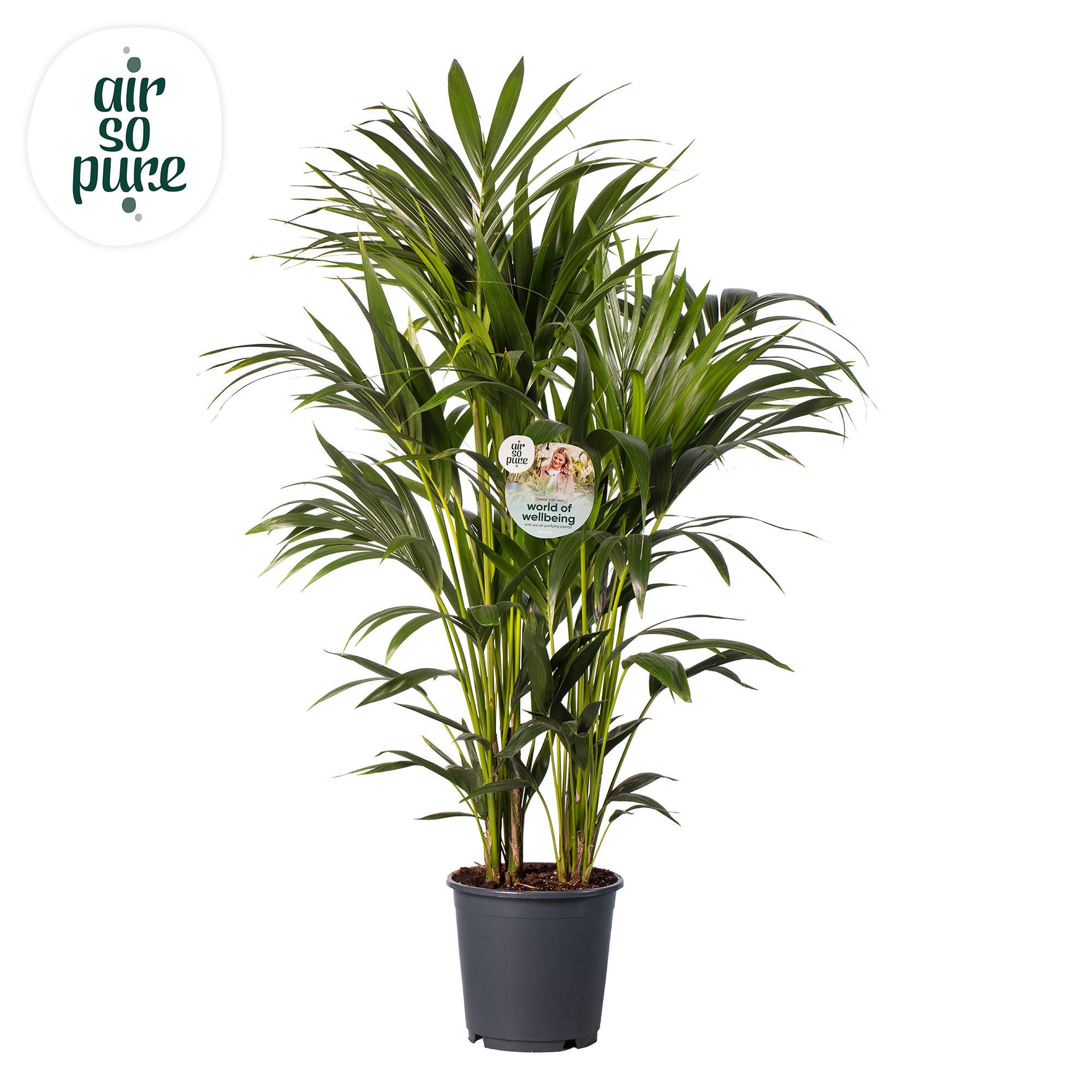 KENTIA - P24 H120 - 8PP - Air So Pure (Howea forsteriana), D 24