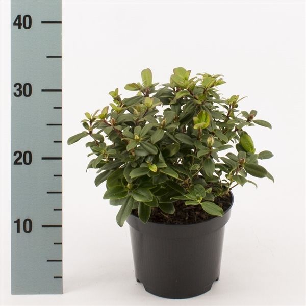 Rhododendron 'Princess Anne', D 17