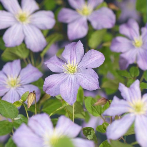 Clematis 'Prince Charles' +light label, D 15