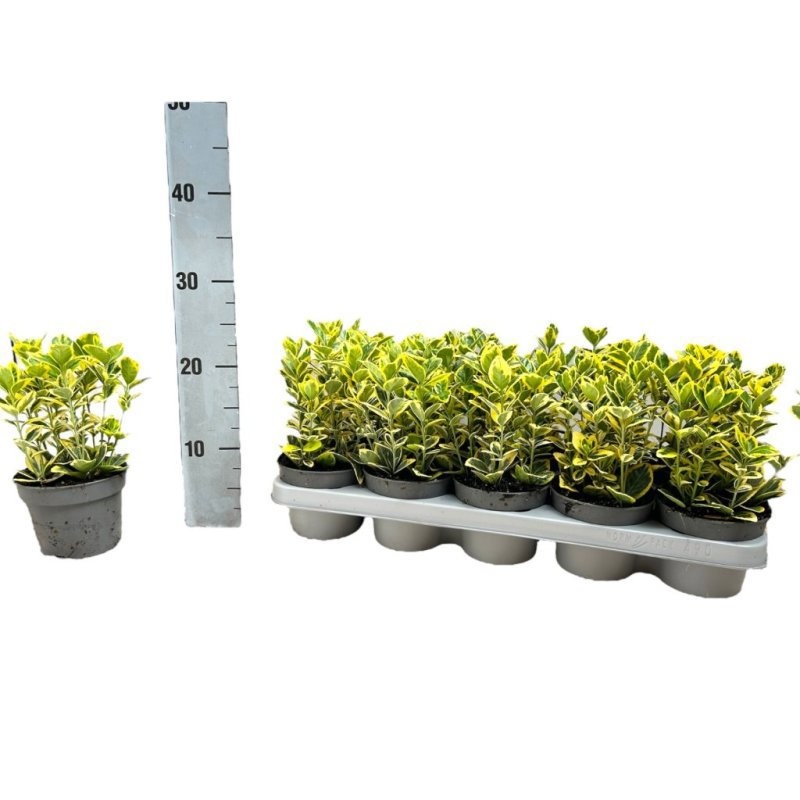 Euonymus jap. Marieke, D 12