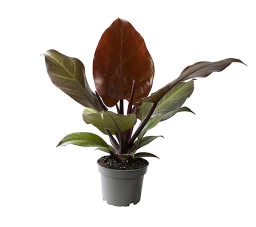 PHILODENDRON SELLOUM 'RED SUN', D 12