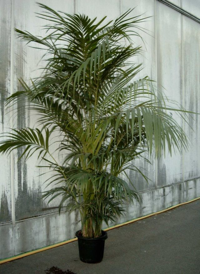 howea forsteriana, D 40