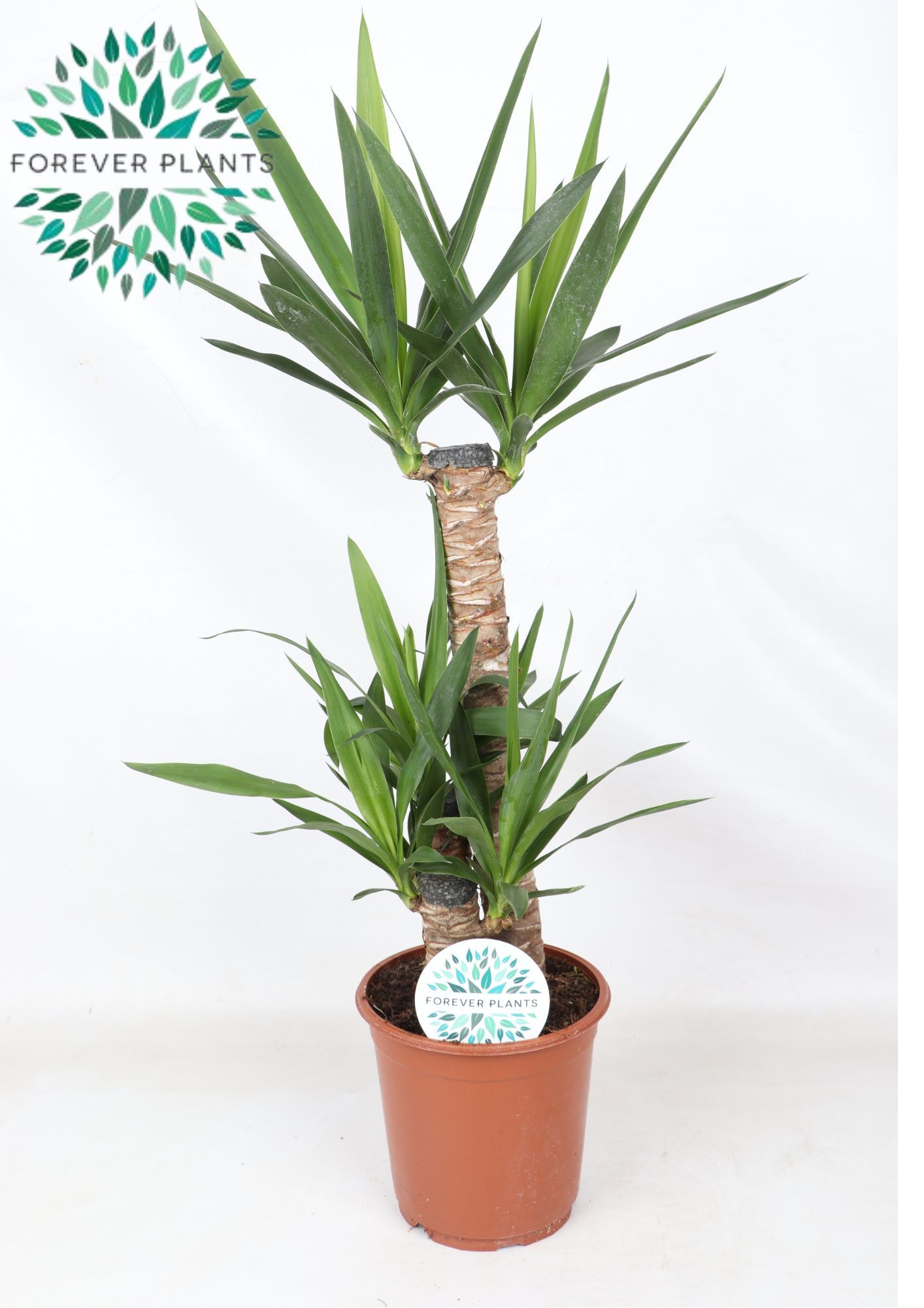 Yucca p21, 60+30+20 (2+ KOP), D 21