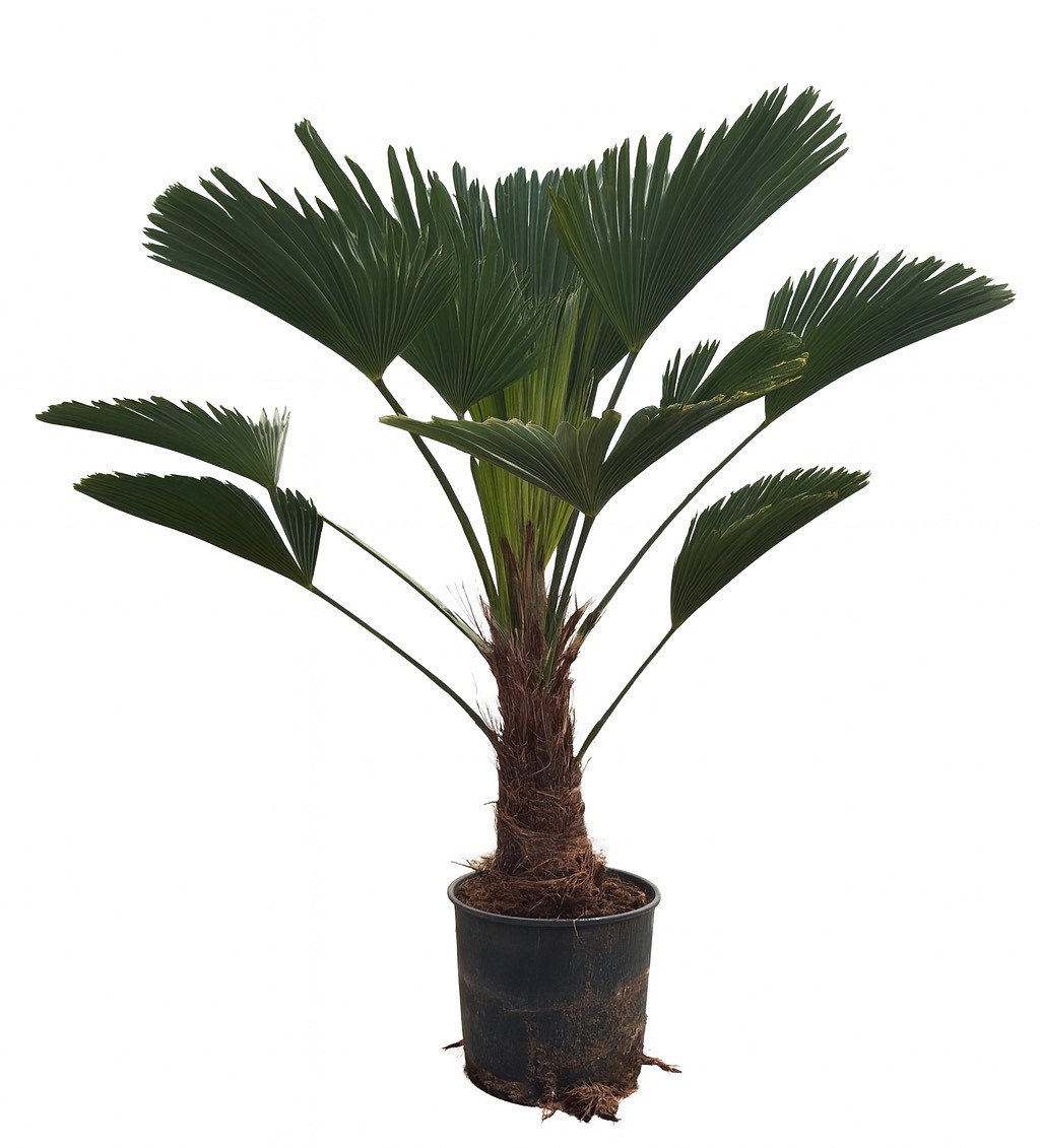 Trachycarpus Wagnerianus - 110cm, D 27