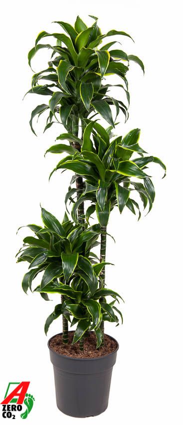 Dracaena Dorado 90-60-30-15, D 27