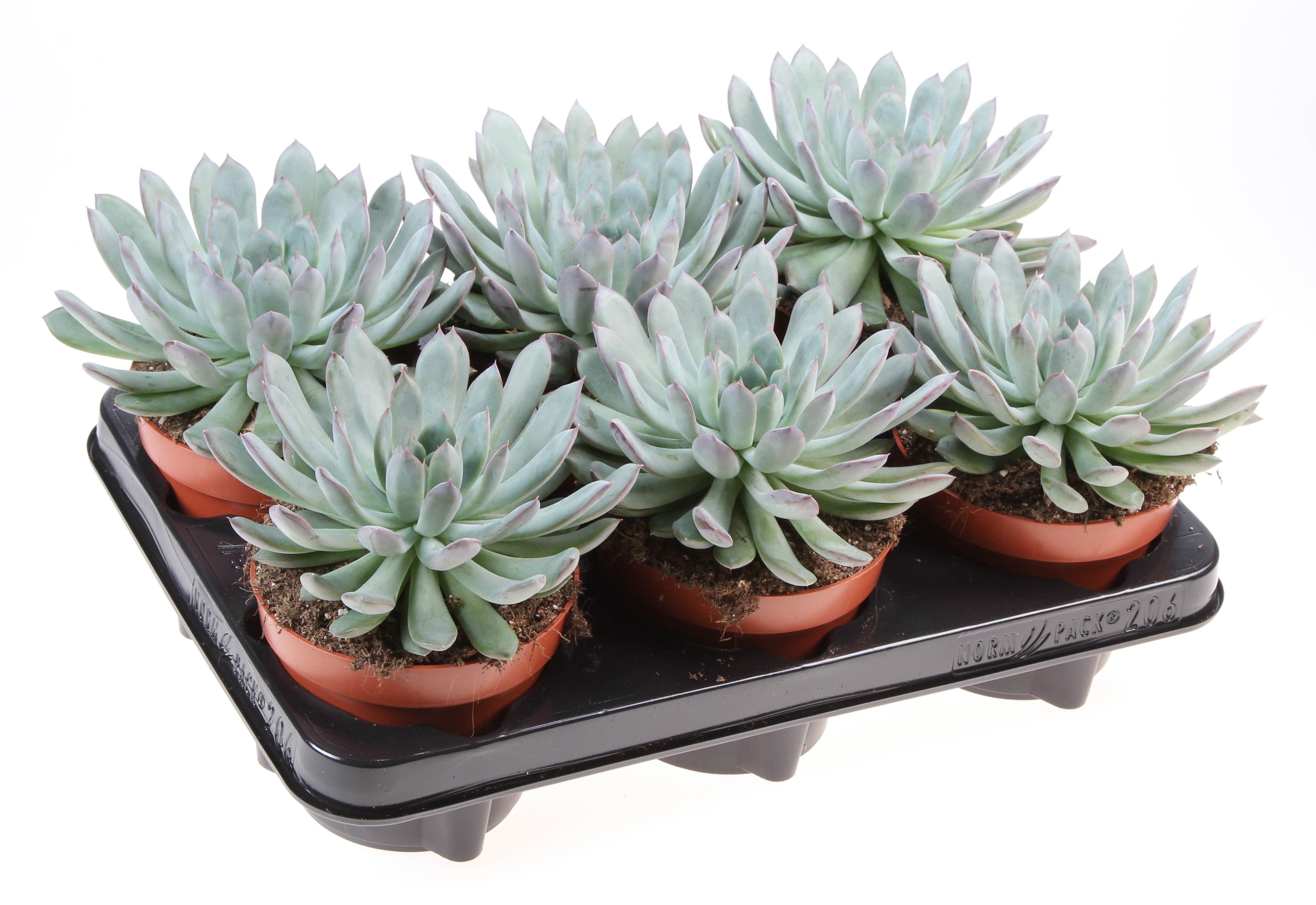 Echeveria Pulidonis, D 12