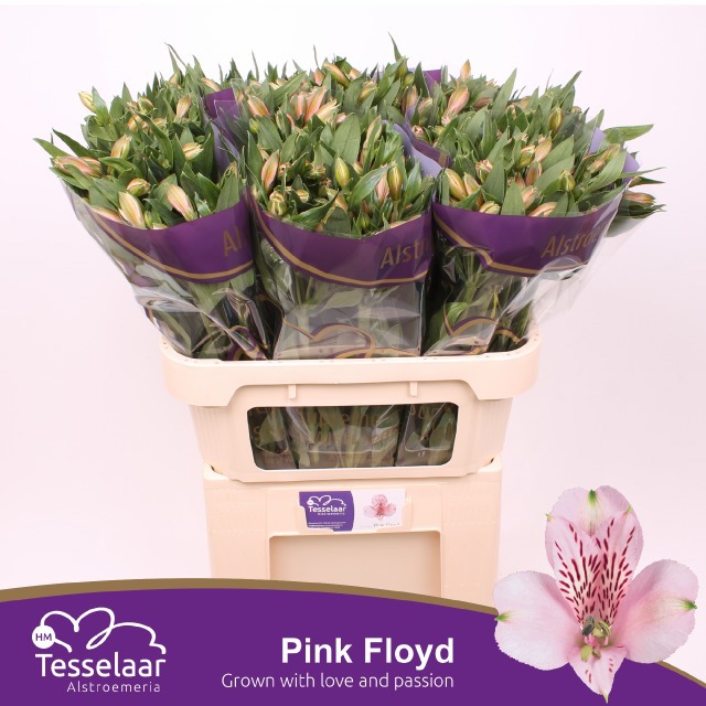 Альстромерия Пинк Флойд (светло-роз.), шт.