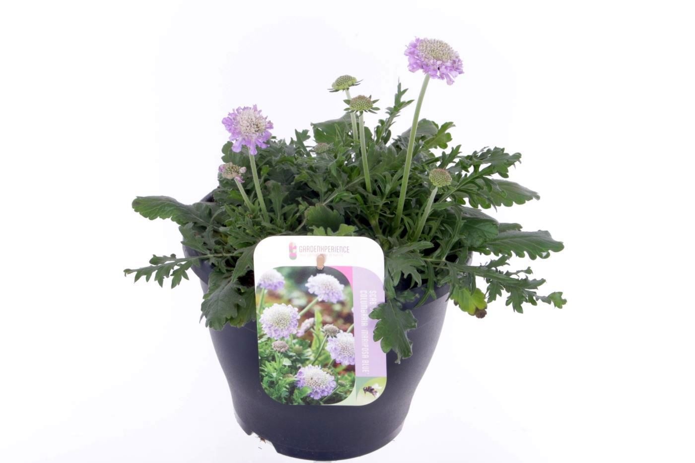 Scabiosa columbaria Butterfly Blue, D 23