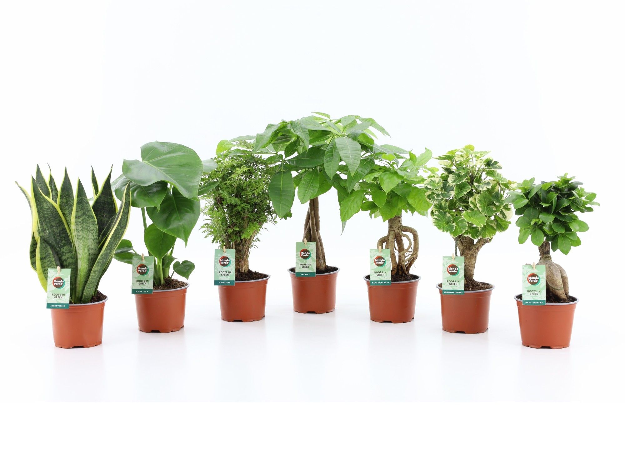 Exotic Green Mix, D 12