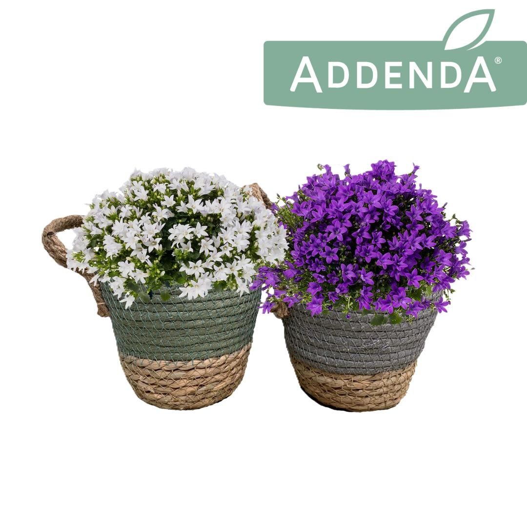 Campanula Ambella Mix in Hang Up, D 12
