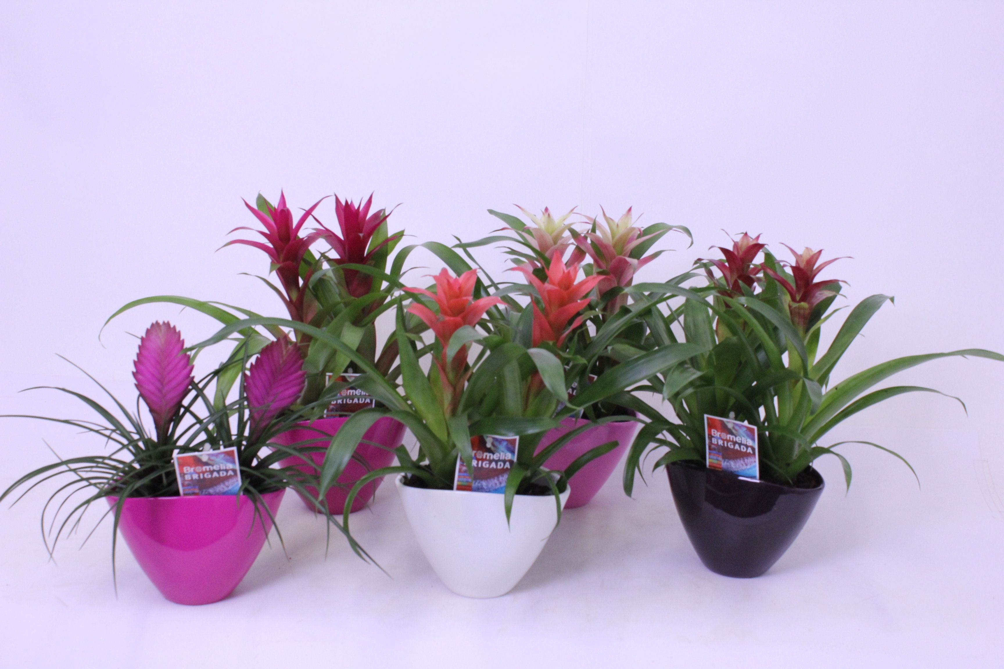 Bromelia Valentijn Mix Duo Eileen, D 16
