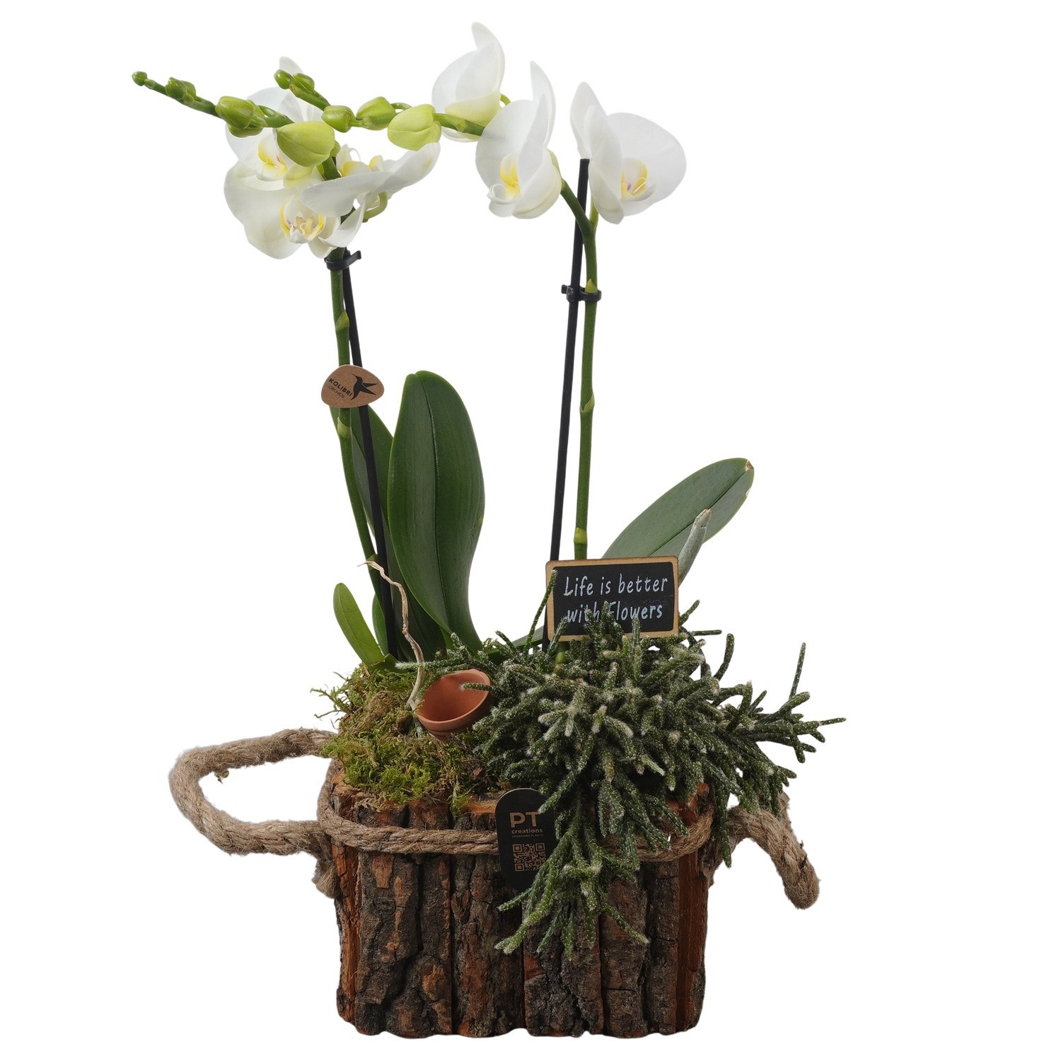 PTIB5279 Arrangement Indoor in houten bak, D 16