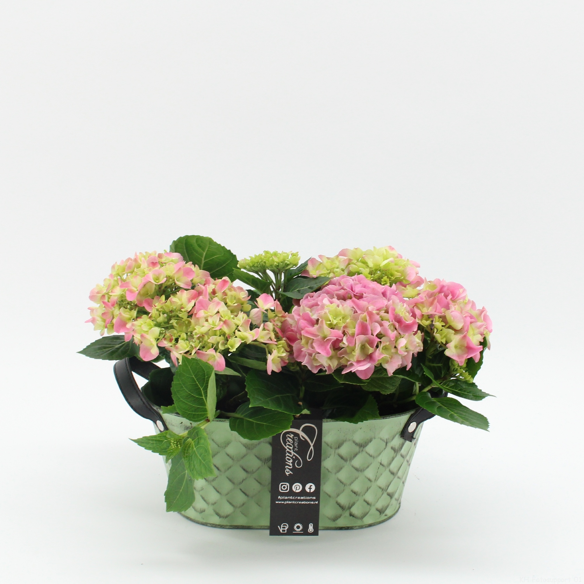 KHCR-2623RZ Hydrangea creatie, D 25