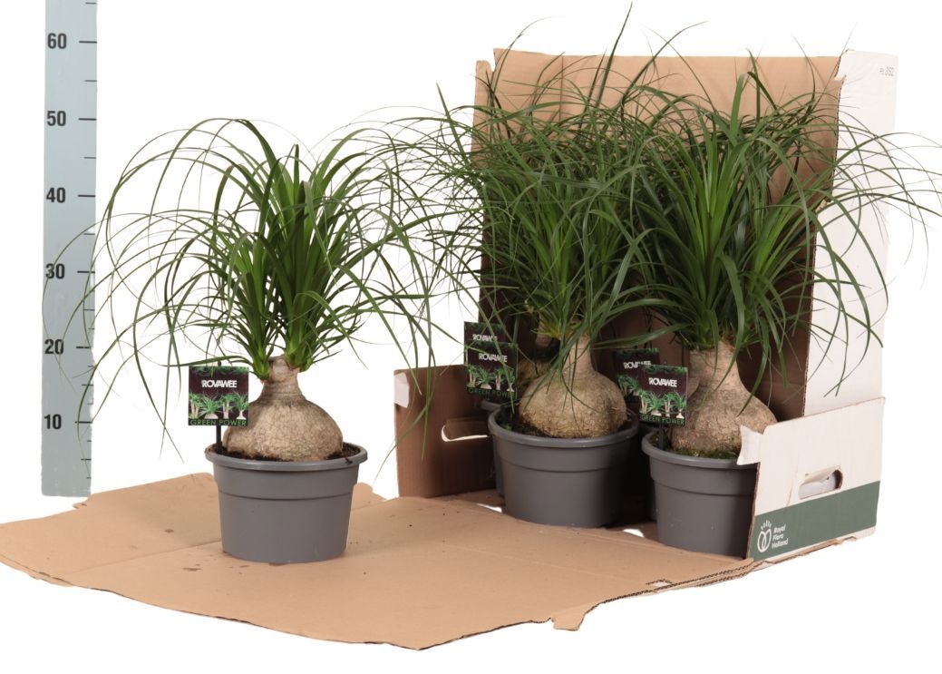 Nolina bol in fust 352, D 19