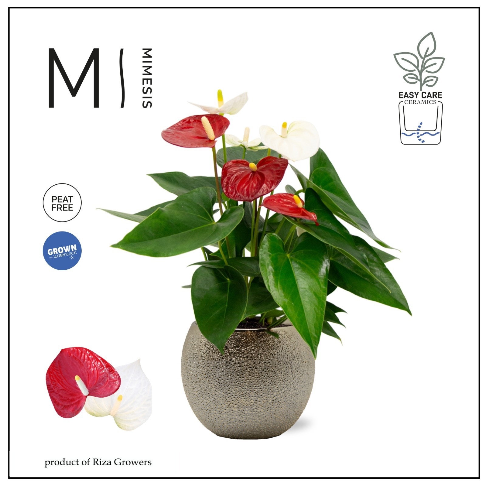 Mimesis Anthurium KARMA Rood Wit Duo - Bubbly Gold, D 12