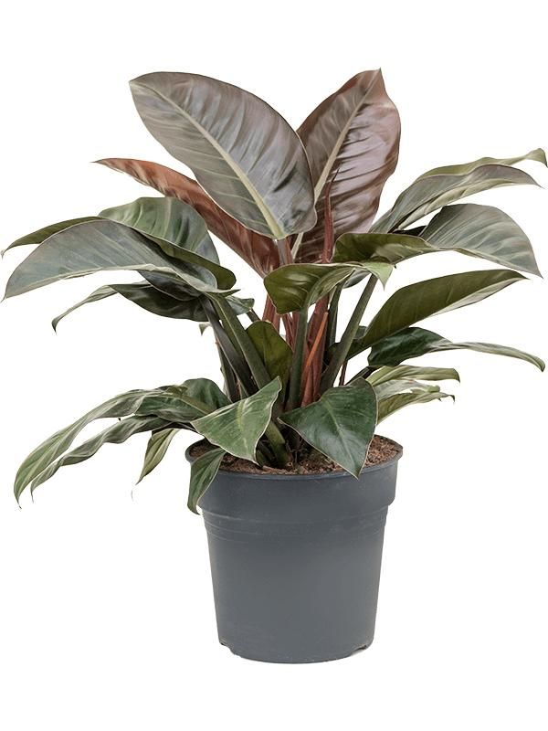 Philodendron 'Imperial Red', D 27