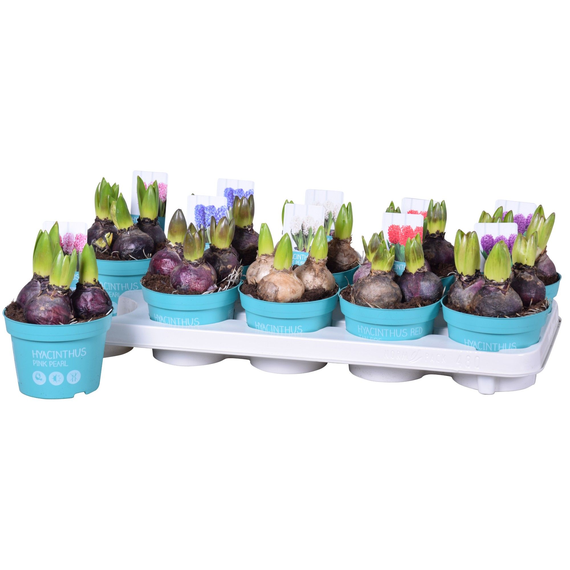 Hyacinthus Mix 'Diamond Collection' 12cm, D 12