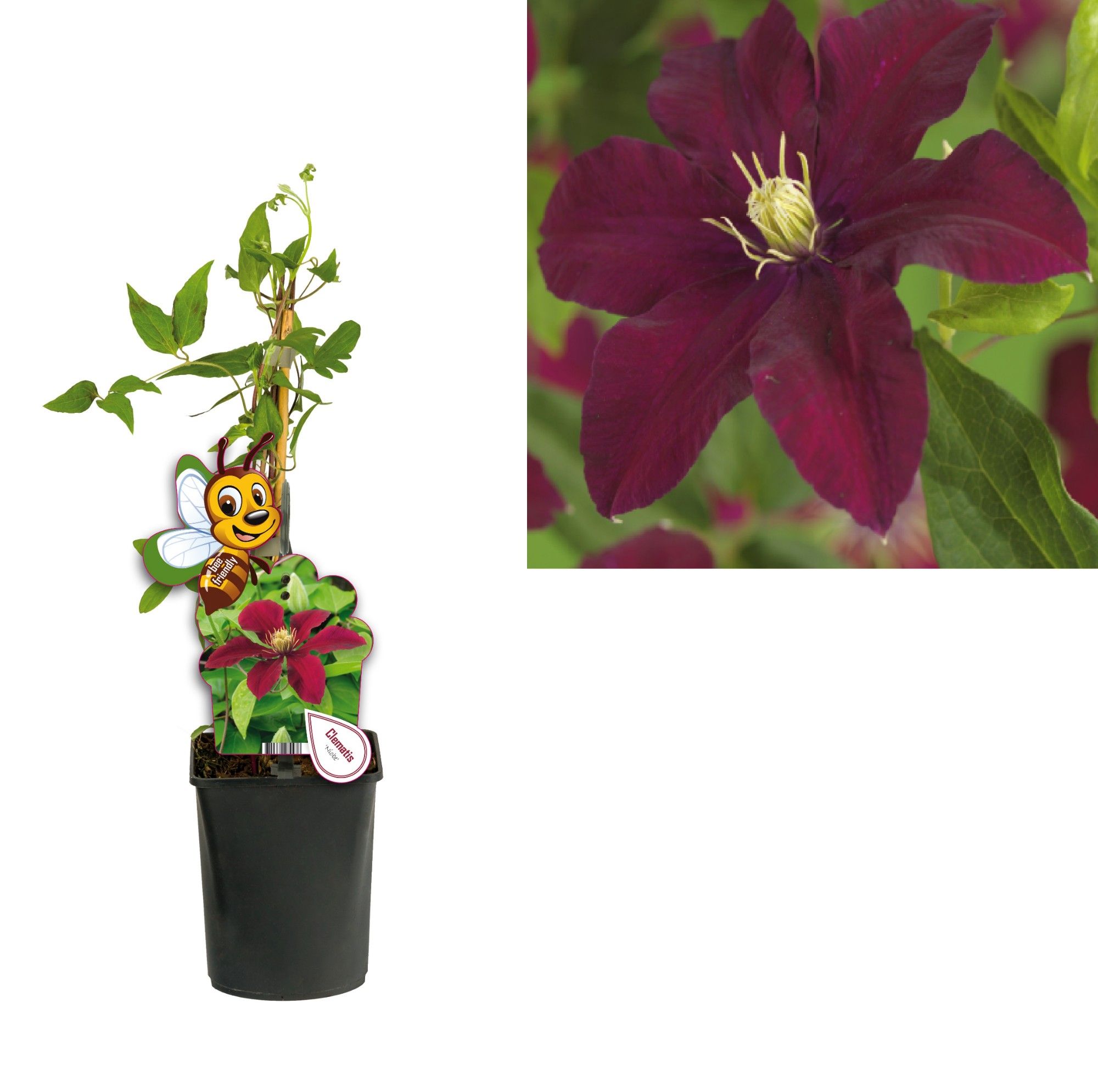 Clematis 'Niobe' +bee label, D 11