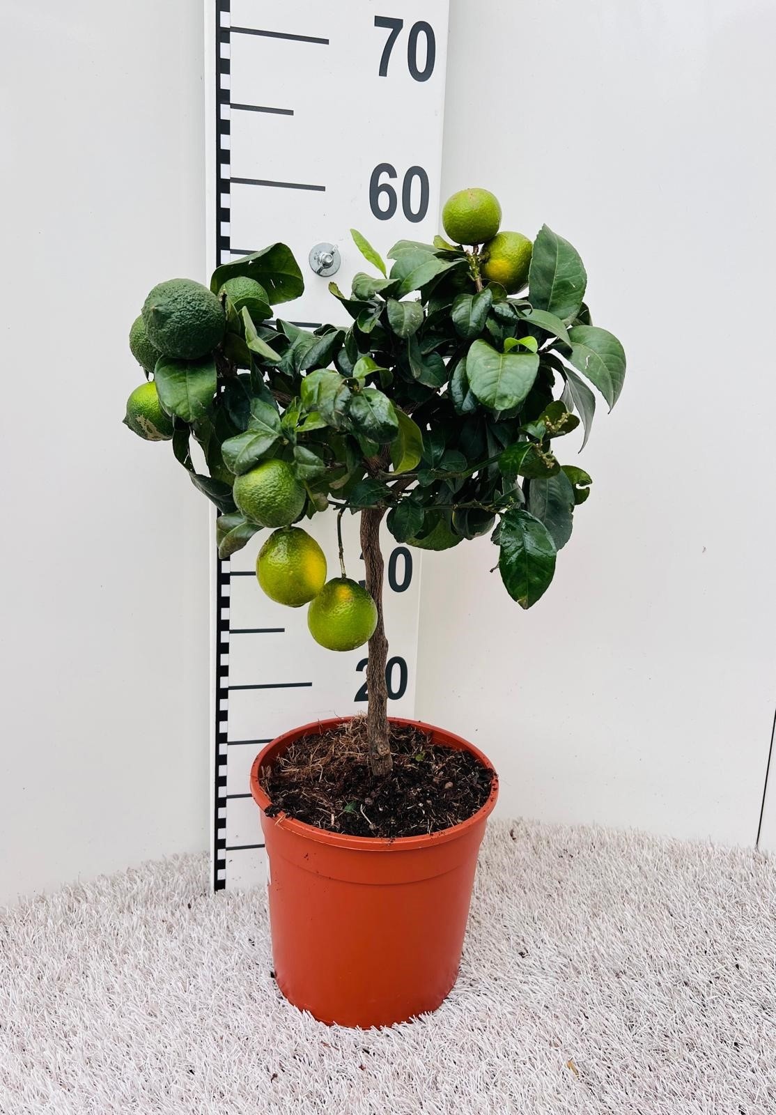 Citrus limetta Lime-Rosso on stem, D 19